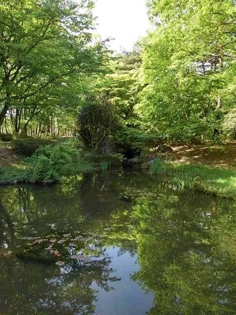写真: 那須野が原公園の森の池（5月6日）