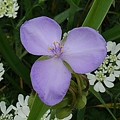 写真: 公園の薄紫の花（6月2日）