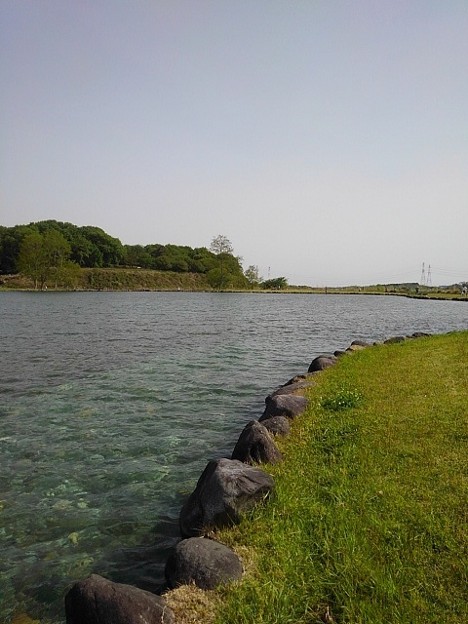 写真: ゆうゆうパークの岸辺のカーブが良い池の景色（5月4日）