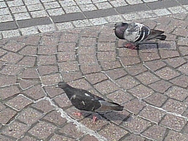 写真: 宇都宮駅の2羽の鳩（6月11日）
