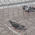 写真: 宇都宮駅の2羽の鳩（6月11日）