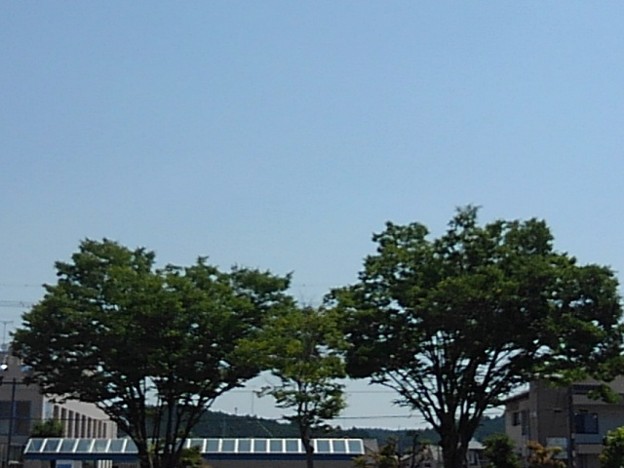 写真: 街路樹と青空（6月9日）