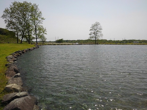 写真: ゆうゆうパークの大きな池（5月4日）