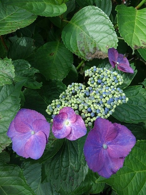 写真: 烏ヶ森公園の紫のガクアジサイ（6月20日）