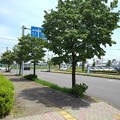 写真: 済生会宇都宮病院の街路樹（6月11日）