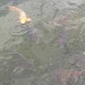 写真: 鯉のいる烏ヶ森公園の池（6月20日）