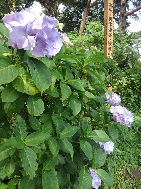 写真: 烏ヶ森公園の薄紫のアジサイと木製の看板（6月20日）