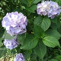写真: 烏ヶ森公園の4つの薄紫のアジサイの花（6月20日）