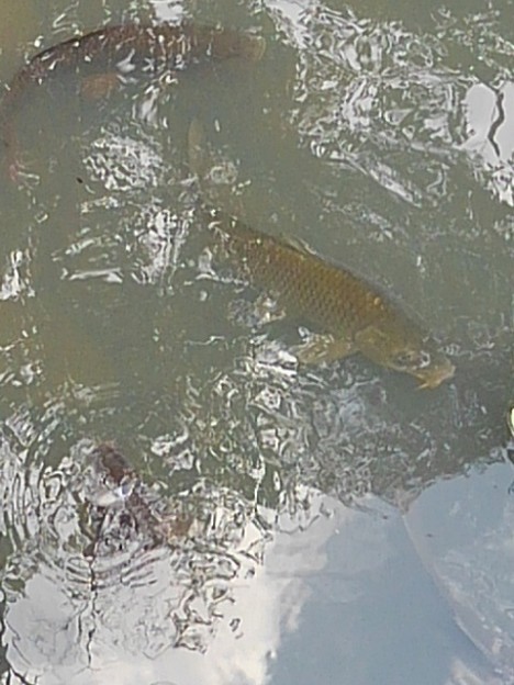 長峰公園の池の鯉（7月10日）
