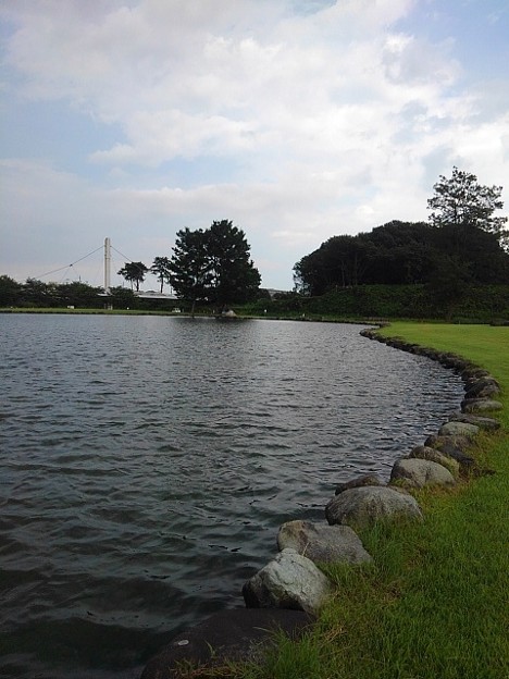 写真: ゆうゆうパークの池の岸辺（7月24日）