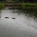 写真: 烏ヶ森公園の池のカモの群れと橋の組み合わせ（8月12日）