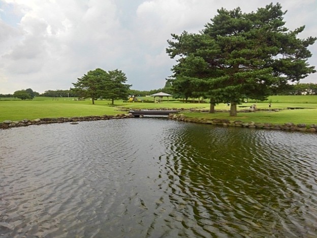 写真: ゆうゆうパークの波打つ池と木（7月24日）