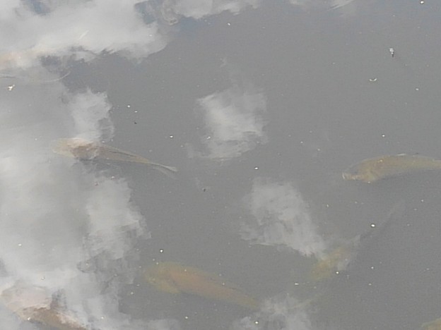 長峰公園の池の鯉の群れ