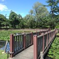 写真: 長峰公園の池の橋（8月10日）