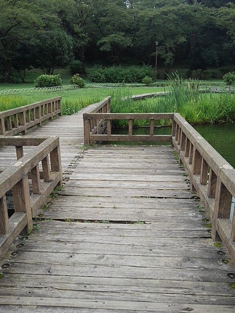 写真: 烏ヶ森公園の池の橋（8月12日）