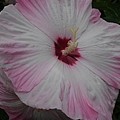 写真: 烏ヶ森公園のピンクの花（8月12日）