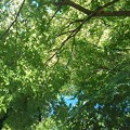写真: 長峰公園の青きモミジの葉（8月10日）