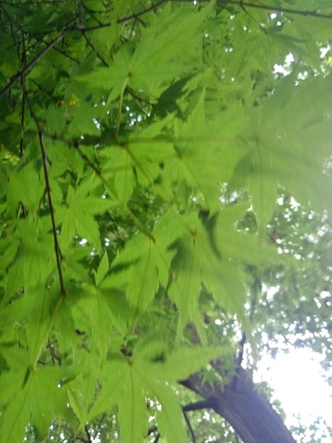 写真: 川崎城跡公園の丘のモミジの葉（8月28日）