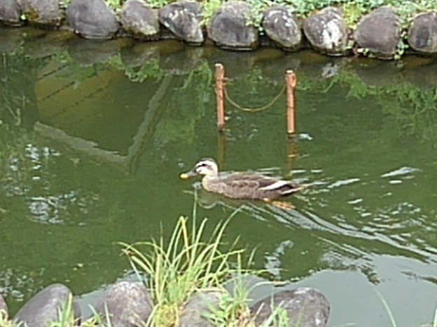 烏ヶ森公園の池の岸辺近くを泳ぐカモ（8月12日）