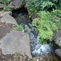 写真: 烏ヶ森公園の池の人工の滝（8月12日）