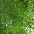 写真: 川崎城跡公園の丘のモミジの天井（8月28日）