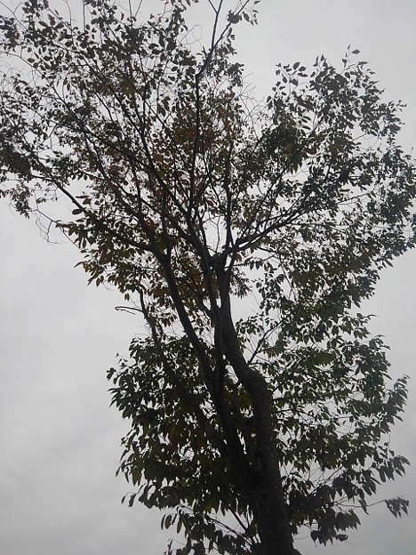 写真: ベイシア前の街路樹（9月12日）