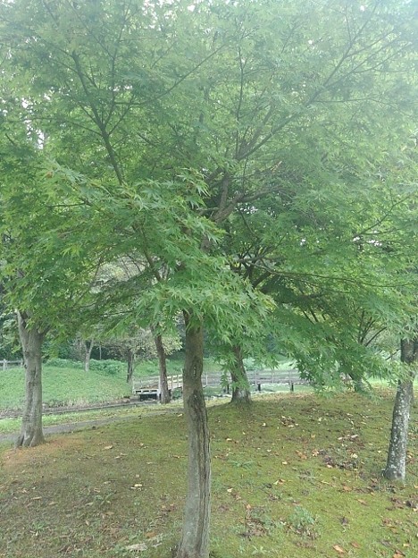 写真: 川崎城跡の平地の緑モミジ（8月28日）