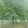川崎城跡の平地の緑モミジ（8月28日）
