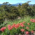 写真: 長峰公園の丘のヒガンバナと奥に見える山（9月19日）