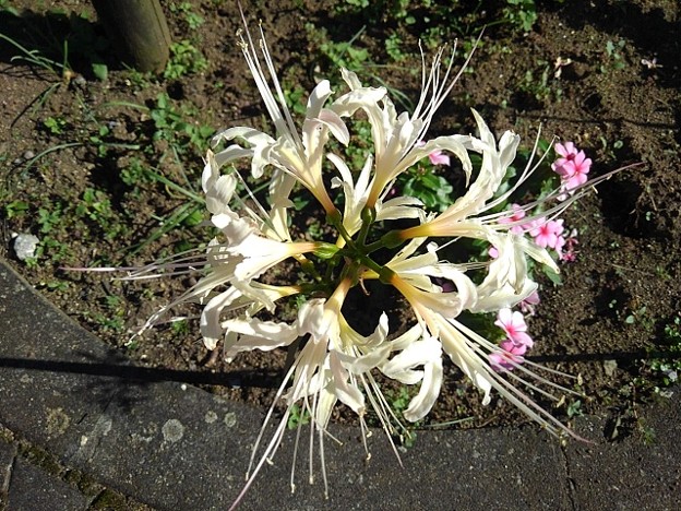 写真: ヨークベニマルの花壇の白いヒガンバナ（9月20日）