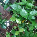 写真: 格子状の壁と小さな葉（9月18日）