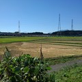 写真: 稲刈り後の水田（9月20日）