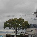 写真: 街路樹（9月25日）