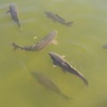 写真: 烏ヶ森公園の池のマゴイの群れ（10月3日）