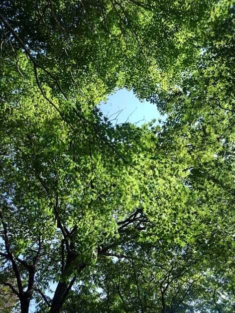写真: 烏ヶ森公園の丘のモミジの天井（10月3日）