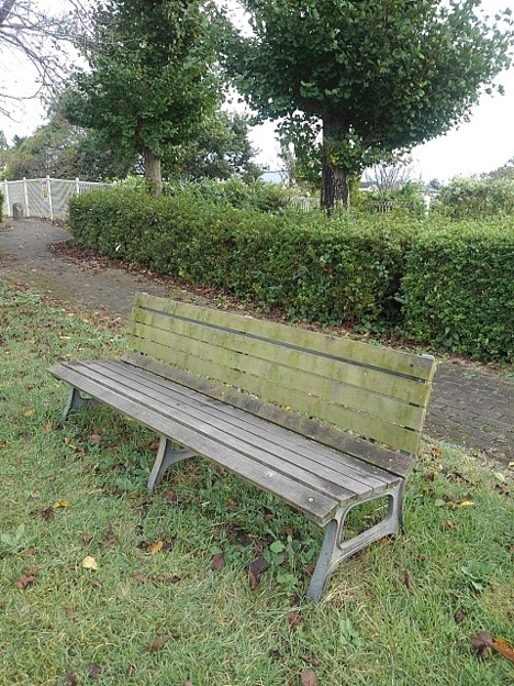 写真: 小さな公園のベンチと奥のイチョウ（10月17日）