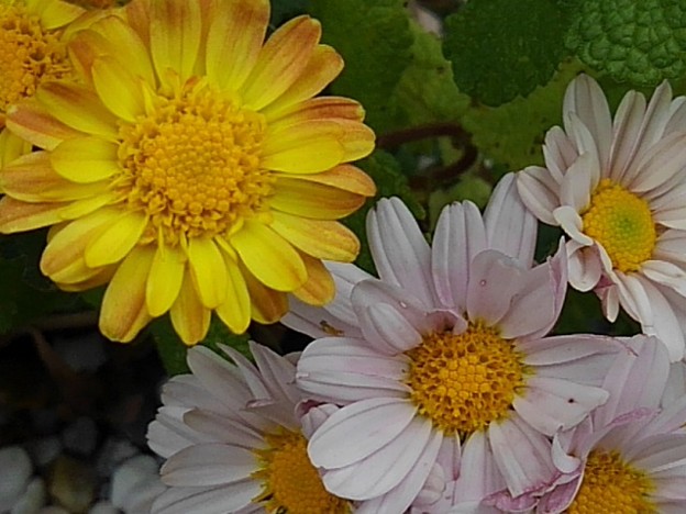 黄色と白の菊（10月25日）