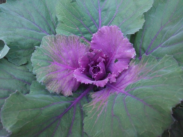 写真: 庭の紫ハボタン（11月6日）