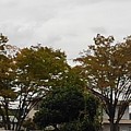 写真: ベイシア矢板店の近くの街路樹（10月25日）