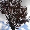 写真: 街路樹（10月26日）