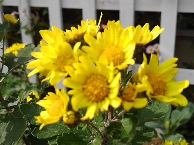 写真: 黄色い菊（11月2日）