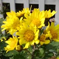 写真: 黄色い菊（11月2日）