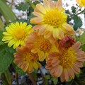 黄色い菊（10月29日）