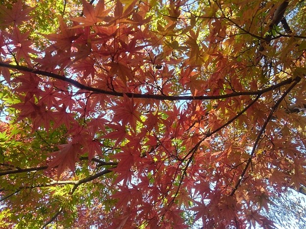 写真: 長峰公園の赤いモミジの天井（10月30日）