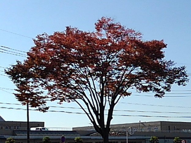 写真: 街路樹（11月3日）