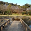 写真: 烏ヶ森公園の池に架かる橋（11月20日）