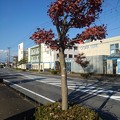 写真: 赤いモミジの街路樹（11月14日）