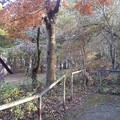 写真: 烏ヶ森公園の丘の道と赤いモミジ（11月20日）