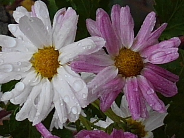 白とピンクの菊（11月9日）