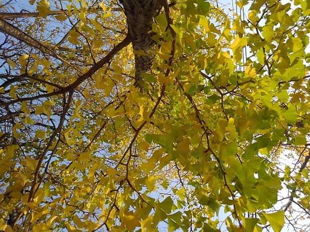 写真: 烏ヶ森公園のイチョウの葉（11月20日）